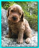 Bries puppies 4 weeks old outside rocks 052