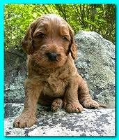 Bries puppies 4 weeks old outside rocks 054