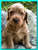 Bries puppies 4 weeks old outside rocks 055
