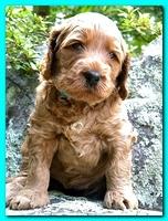 Bries puppies 4 weeks old outside rocks 057