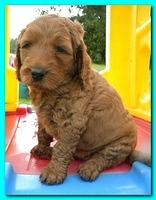 Bries puppies 5 weeks outside playground 021