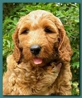 Bries puppy faces 7 weeks 015