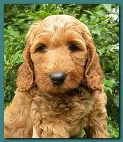 Bries puppy faces 7 weeks 017