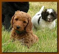 Bries puppy faces 7 weeks and play 005