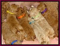 BT pups 2 wks old 1081