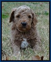 BT 4.5 weeks old 71 (2)