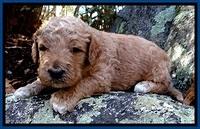 BT pups 3 wks old 11