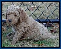 BT pups 6 wks old 17300