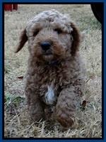 BT pups 7 weeks old 81