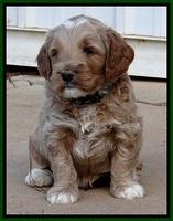 BT 4.5 weeks old 41