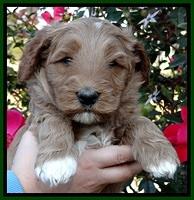 BT 5 wks old 131