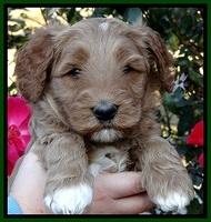 BT 5 wks old 151