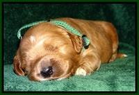 BT pups 2 wks old 371