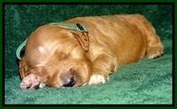 BT pups 2 wks old 461