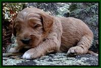BT pups 3 wks old 91