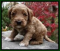 BT pups 4 wks old 121