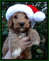 BT pups 7 weeks old 12100