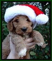 BT pups 7 weeks old 13100