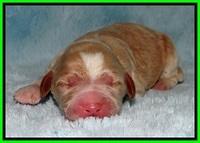 BT 2 days old 411