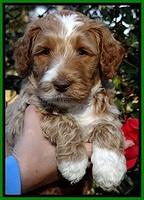 BT 5 wks old 51