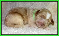 BT pups 1 wk old 771
