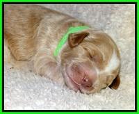 BT pups 1 wk old 801