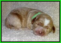 BT pups 1 wk old 811