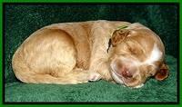 BT pups 2 wks old 1391
