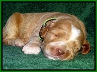 BT pups 2 wks old 1441