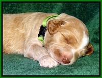 BT pups 2 wks old 1471