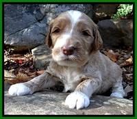 BT pups 3 wks old 241