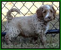BT pups 6 wks old 01300