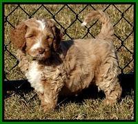 BT pups 6 wks old 02300