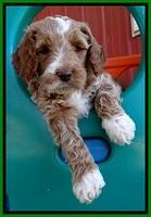 BT pups 6 wks old 61