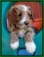 BT pups 6 wks old 71