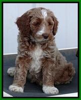 BT pups 7 weeks old 32100