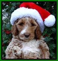 BT pups 7 weeks old 33100