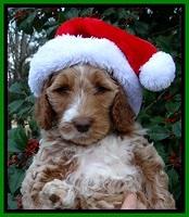 BT pups 7 weeks old 34100