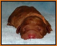 BT 2 days old 251