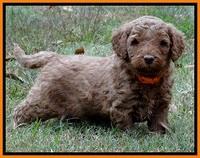 BT 4.5 weeks old 21 (2)