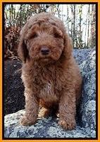 BT 8 pups 8 wks old 51000