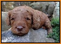 BT pups 3 wks old 131