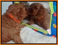 BT pups 3.2 wks old 31