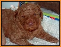 BT pups 3.2 wks old 51