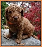 BT pups 4 wks old 171