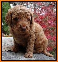 BT pups 4 wks old 181