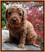 BT pups 4 wks old 191