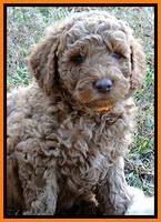BT pups 7 weeks old 6100