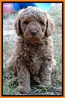 BT pups 7 weeks old 7100