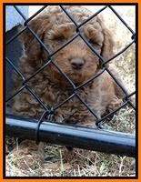 BT pups 7 weeks old 8100